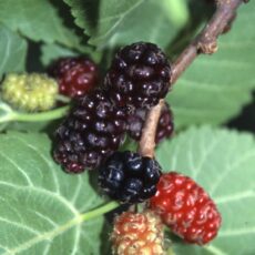 5038838071911 1 Mulberry King James MorusChelsea Hlf Std12L.jpg